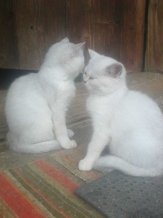 Котенята британської шиншили