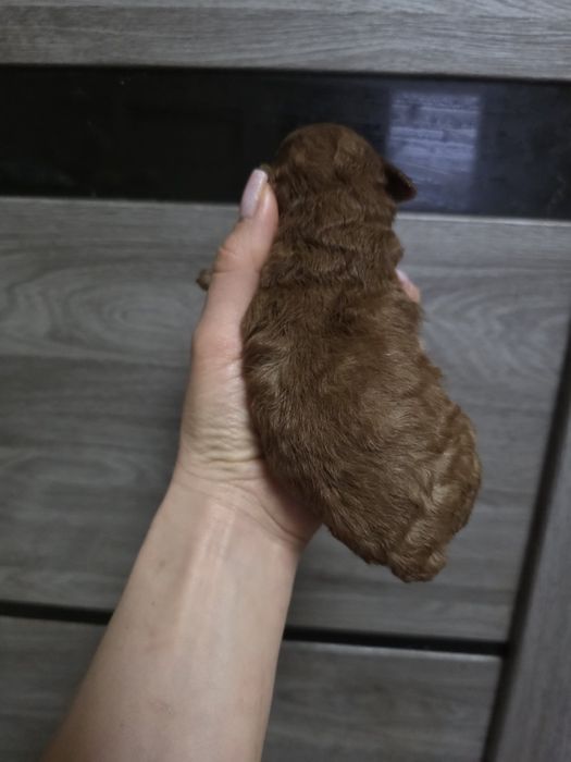 Ред Браун Той Пудель