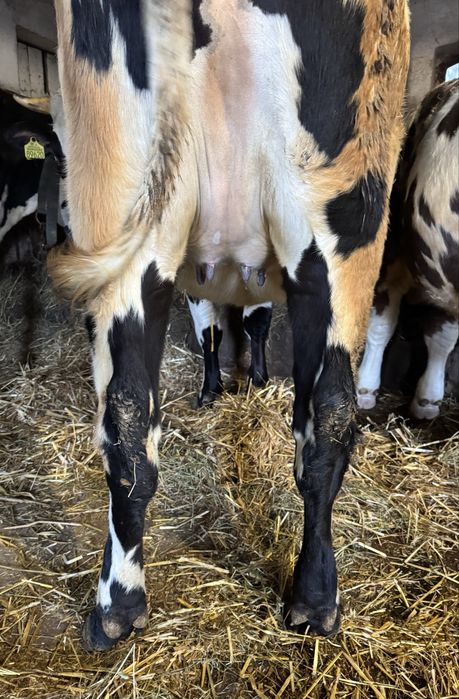 Jałowka wysokocielna