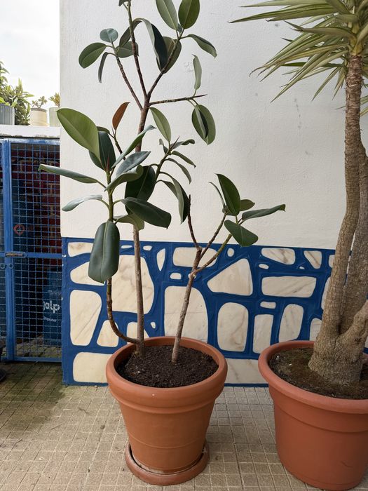 Plantas Diversas