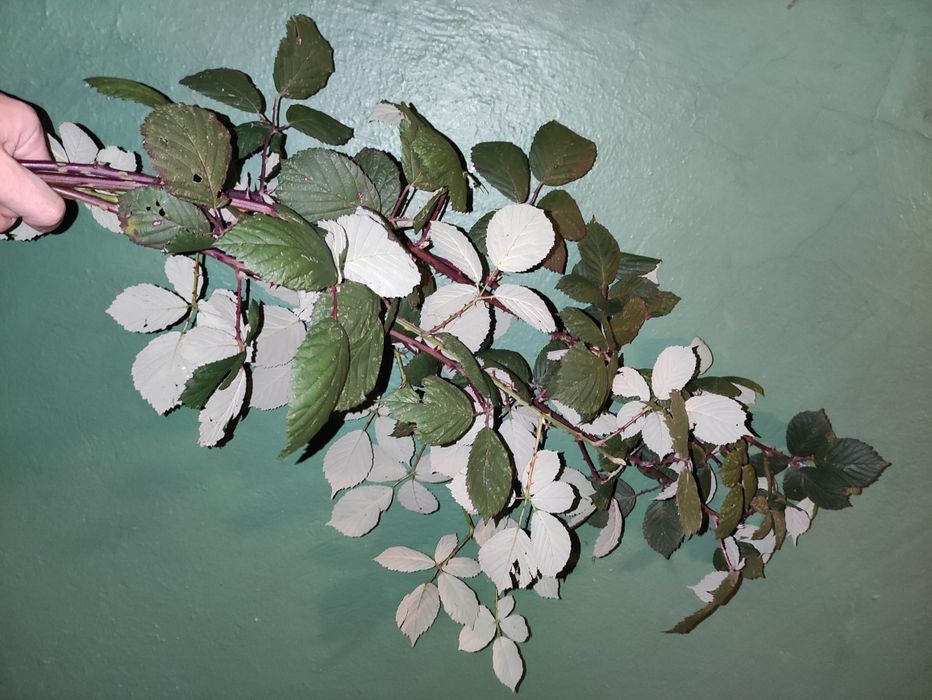 Jeżyna dla patyczaków / straszyków