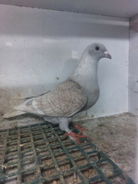 Golebie pocztowe reduced  rubella