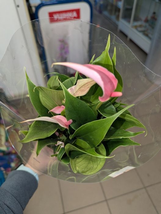 Антуріум, антуріум Лілі Lilli