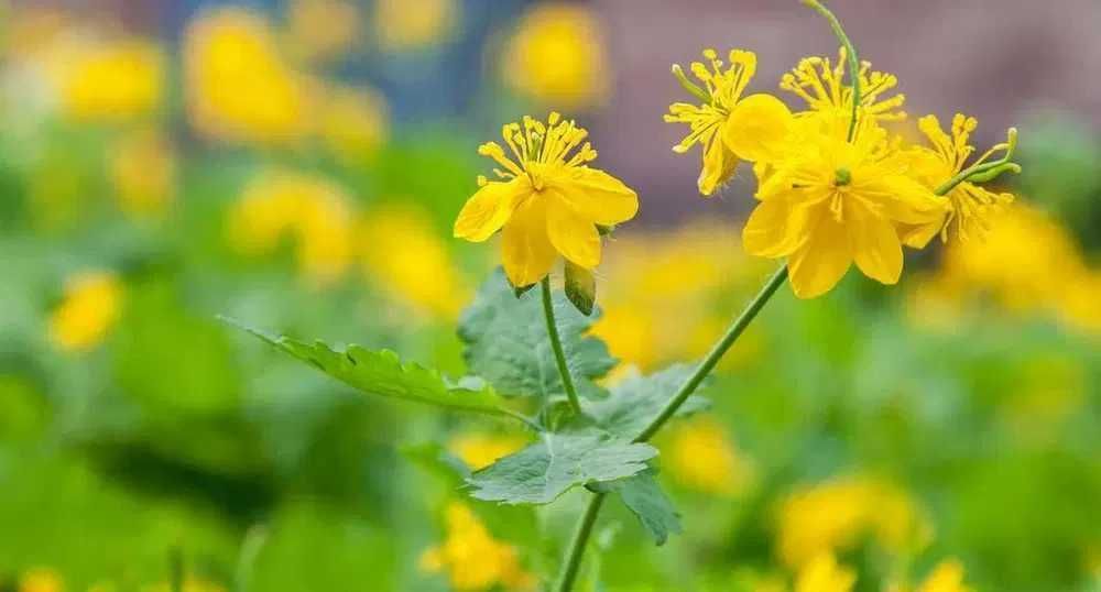 Kwas , enzymy Bołotowa 5l - na kurację .