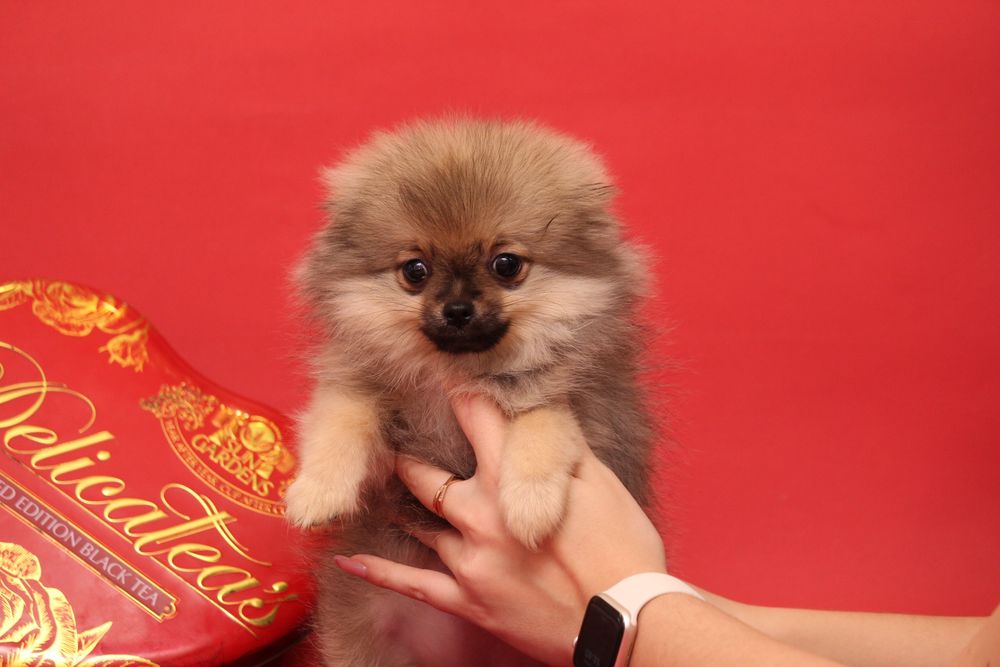 Курносая шпиц ,девочка шпиц продажа