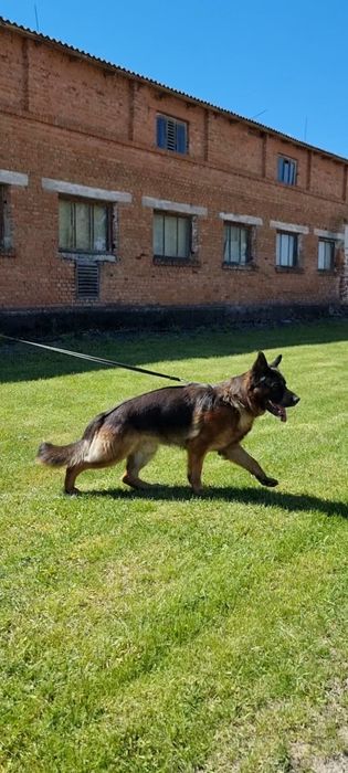 Німецька Вівчарка Вязка