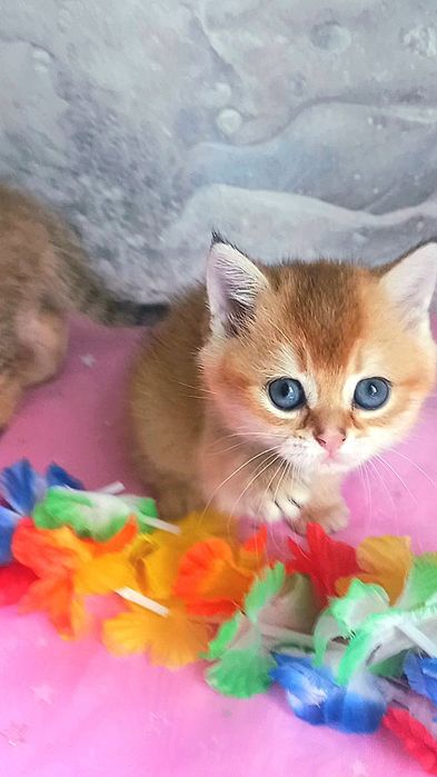 золоті шиншили котика