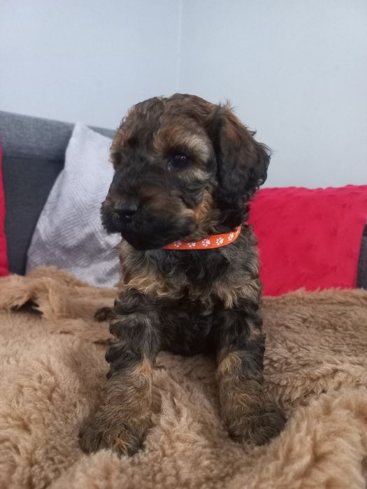 Pudel miniaturowy/średni do rezerwacji