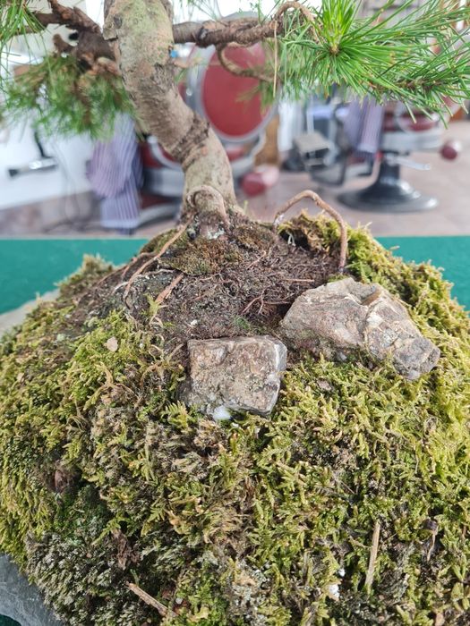 Bonsai Pinus Halepensis