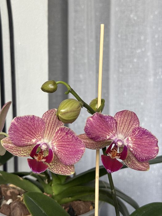 Продам орхідеї фіолетові