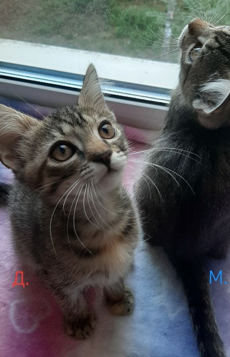 Котята ищут дом, бесплатно.