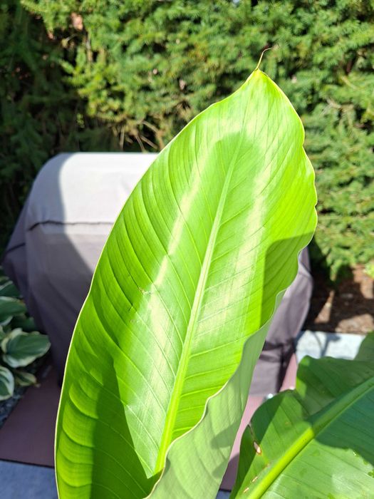 Duży bananowiec Musa Basjoo 110cm najbardziej mrozoodporny