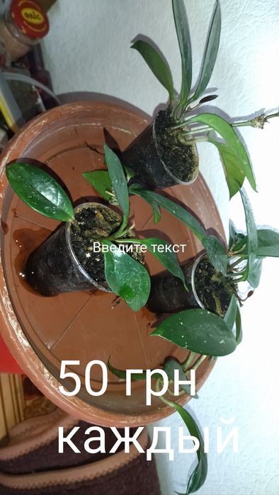 Хоя в пластиковом стаканчике