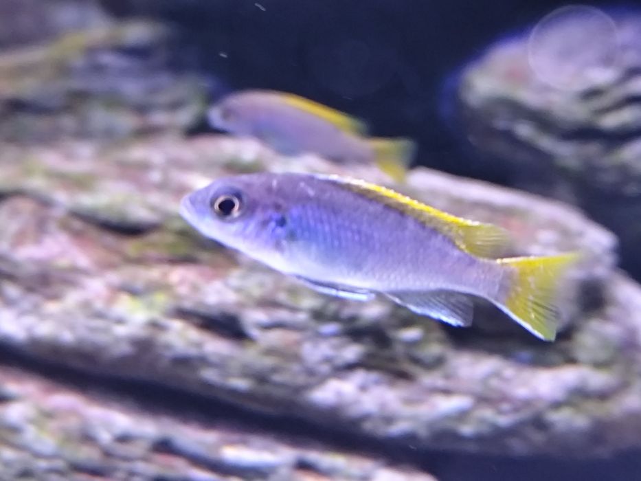 Sprzedam Pyszczaki Acei złotopłetwy