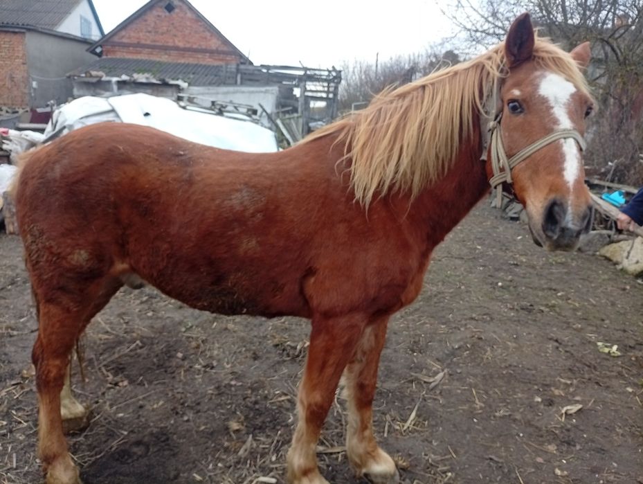 Продам робочого Коня