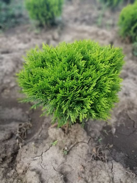 Туя колоновидна, туя смарагд, туя для живоплоту, можжевельники.