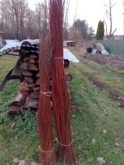 Wiklina sucha sortowana