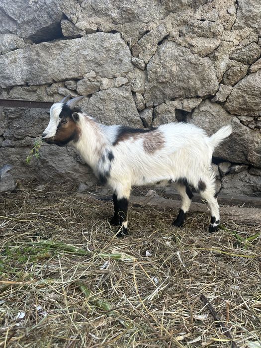 Cabrito Anão Tricolor