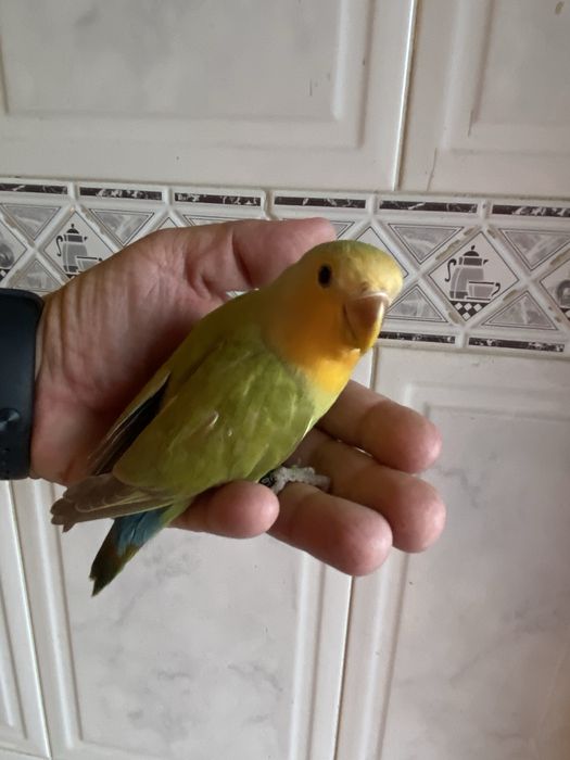 Agapornis domesticado