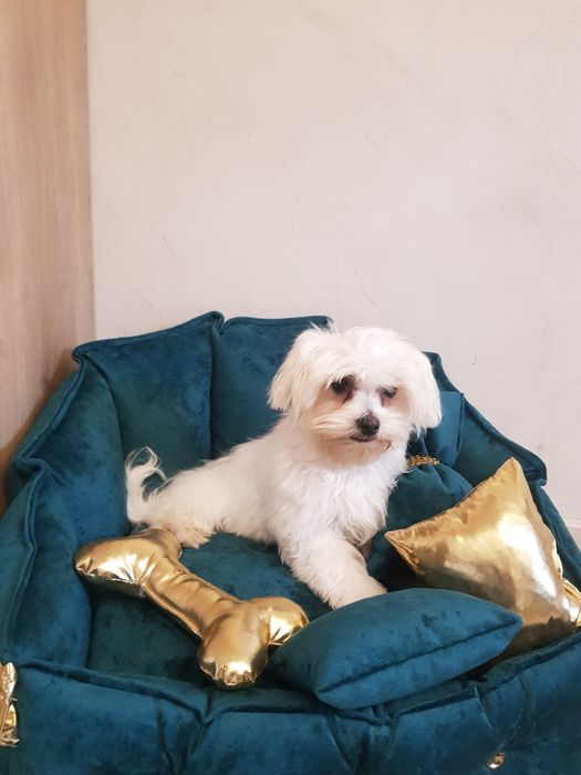 Śliczny piesek maltańczyk z wyprawką