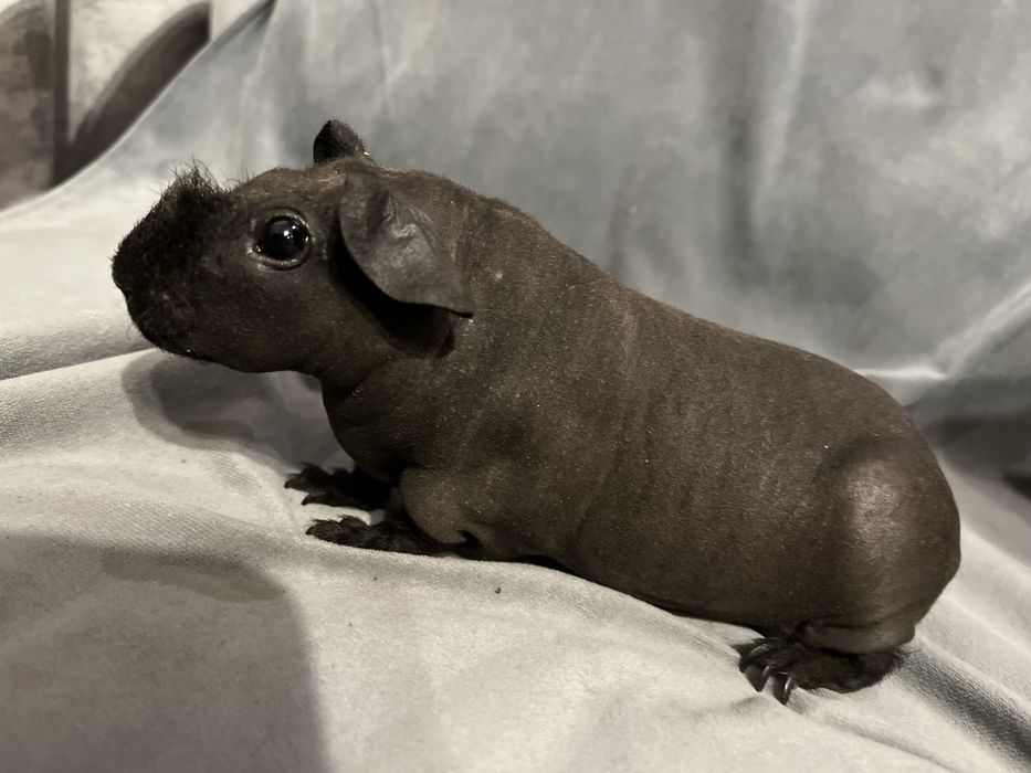 Świnki Skinny - dziewczynki, wysyłam