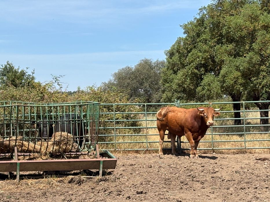 Vacas touro limousino