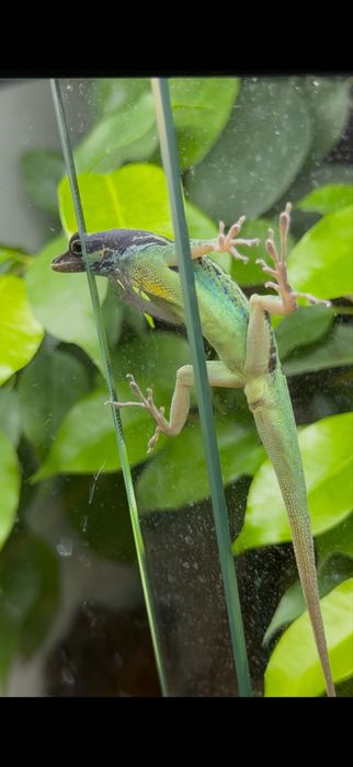 Anolis macuba -samiec Gad/jaszczurka/terrarystka
