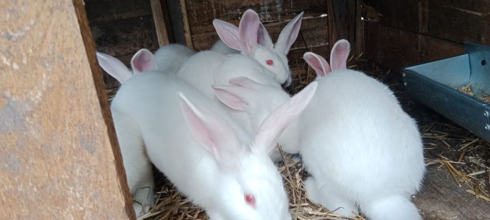 Sprzedam tuszki królików