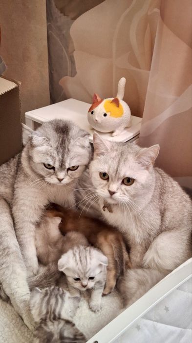 Продам!Котят британской шиншилы