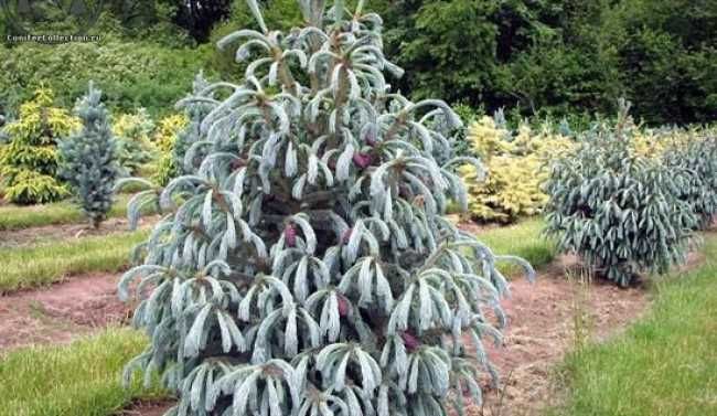 Ялина енгельмана ’Blue Magoo’