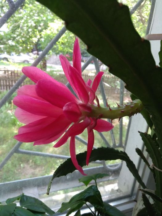 Эпифиллум из семейства сукулентов