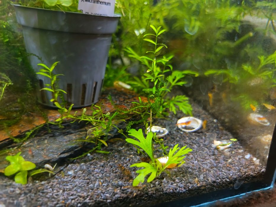 Krewetki kundelki Caridina Yellow