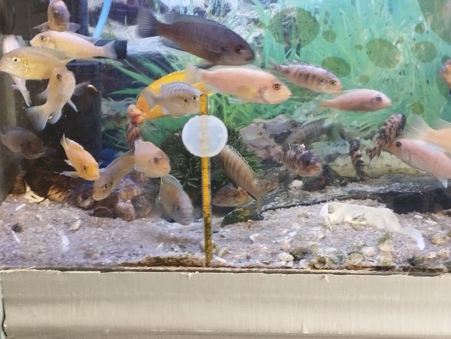 Ciclídeos Africanos