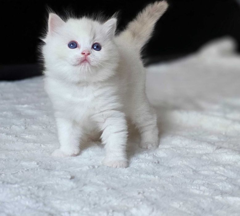 Piękna kotka Ragdoll