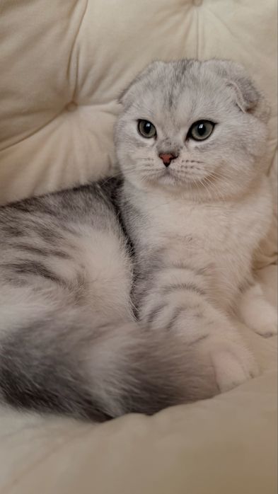 Вихловухе шотландське кошеня, хлопчик, scottish fold, мармуровий