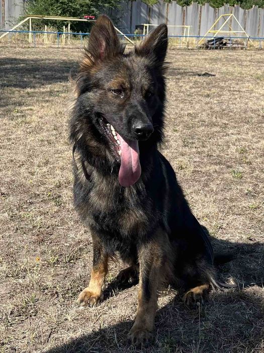 Цуценята німецької вівчарки.  Щенки немецкая овчарка
