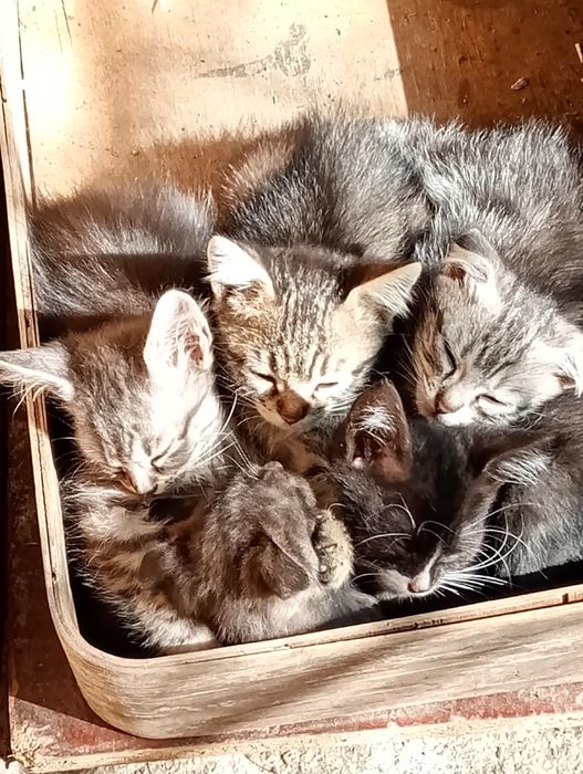 Віддам даром кошенят.3 місяця.Кривий Ріг.