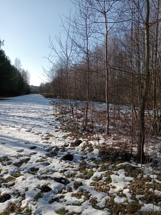 Działka rolna 5600m2 Sionna