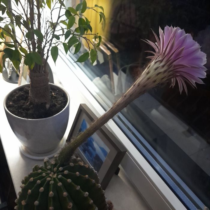 Kaktus kwitnący, duże kwiaty