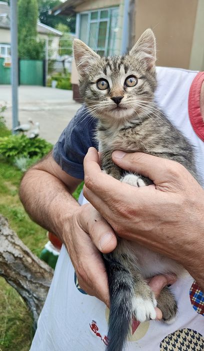 Кошенята віддам в добрі руки