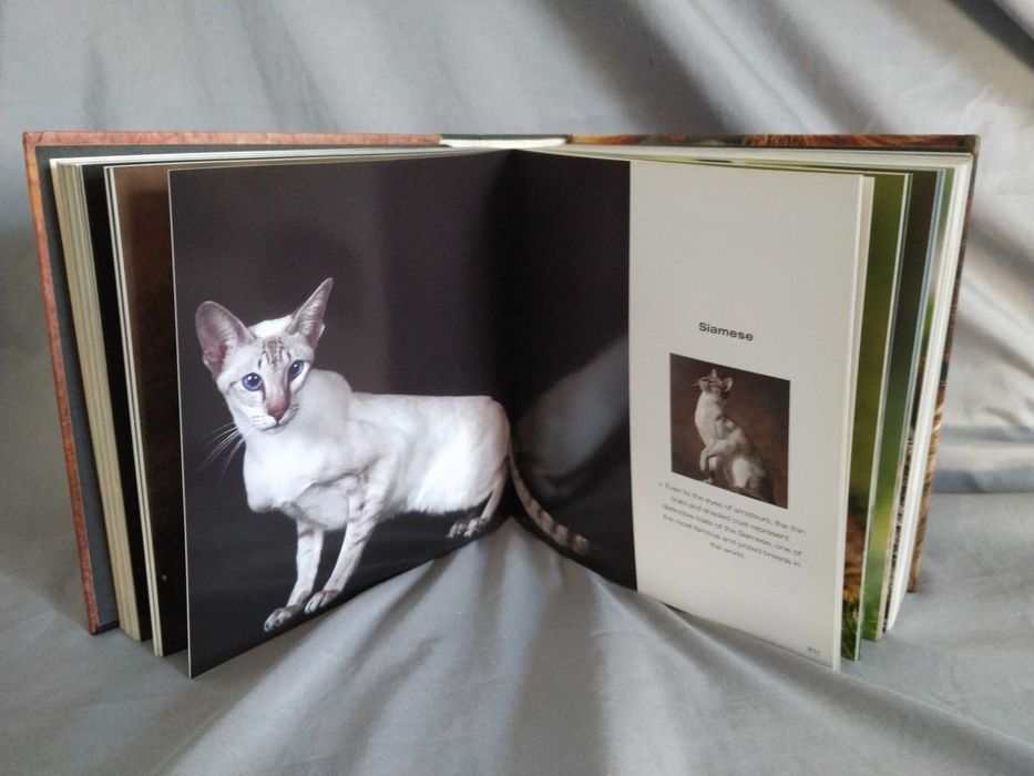Livro - CATS da Cube Book