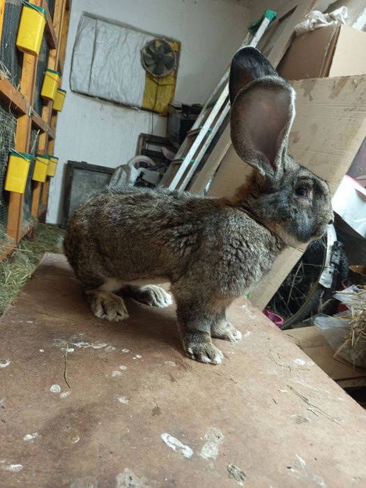 Olbrzym Belgijski Szary Samiec