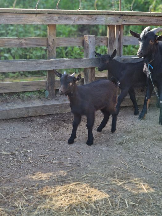 Cabra bebé 2- 3 meses