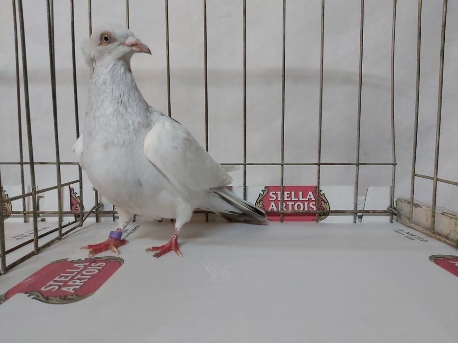 Gołębie Jasne Perłowe