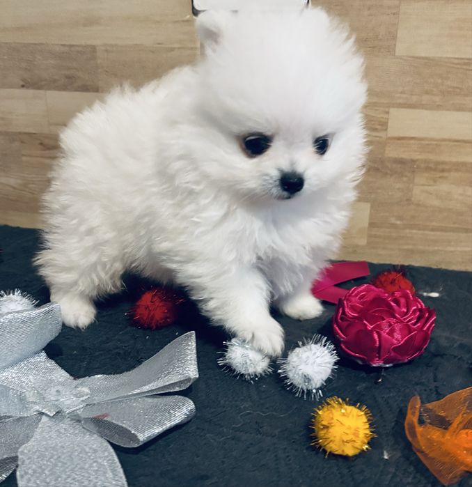 Spitz anão lulu da pomerania  macho