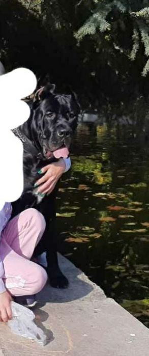 Вязка Кане Корсо Кобель: 200 грн. - В'язка Одеса на Olx