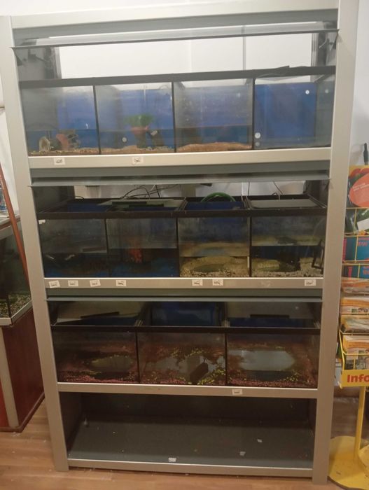 Bateria de aquarios para peixe