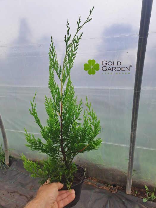 Cedros Leyland / Ciprestes / Plantas / Jardim