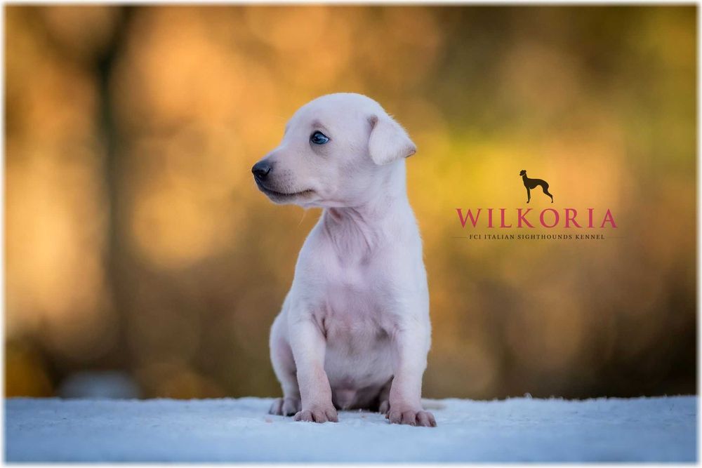 Charcik włoski cudny piesek kremowy * hod. Wilkoria FCI * Charciki *