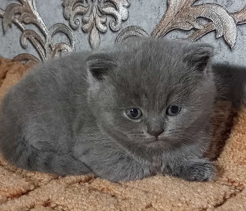 Британські кошенята